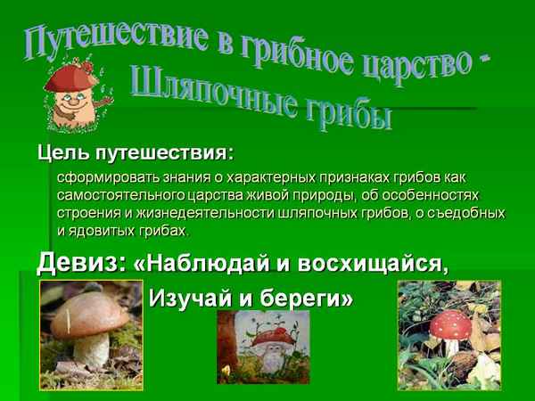 
    Путешествие в грибное царство — шляпочные грибы

      