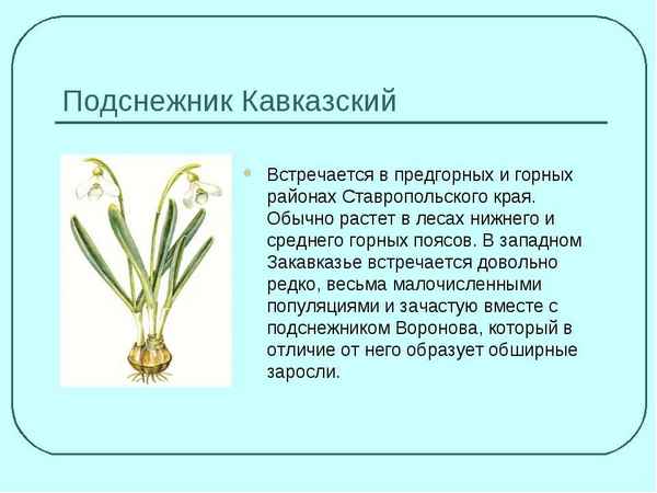 
    Урок "Растения Красной книги Ставропольского края", 6-й класс

      