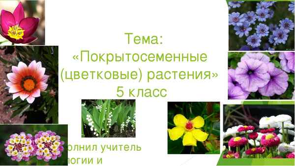 
    Урок-конкурс "Покрытосеменные растения"

      