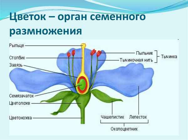 
    Информационные технологии на уроке биологии по теме "Цветок — орган семенного размножения растений"

      