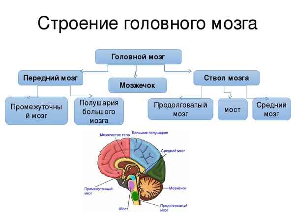 
    Урок биологии "Строение и функции головного мозга" в 8-м классе

      