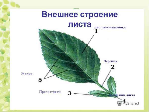 
    Урок по теме "Внешнее строение листа. Разнообразие листьев по форме и размерам"

      