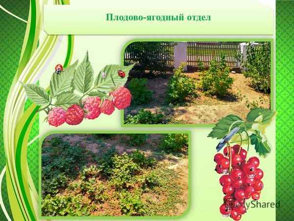 
    Урок биологии + математики на тему: "Плодово-ягодный сад"

      