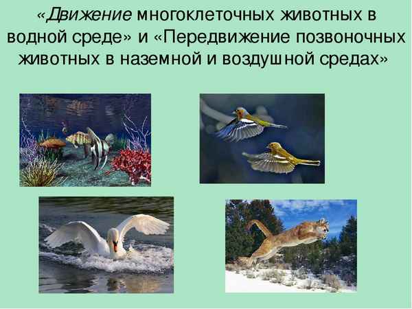 
    Урок "Движение животных в водной среде", 6-й класс

      
