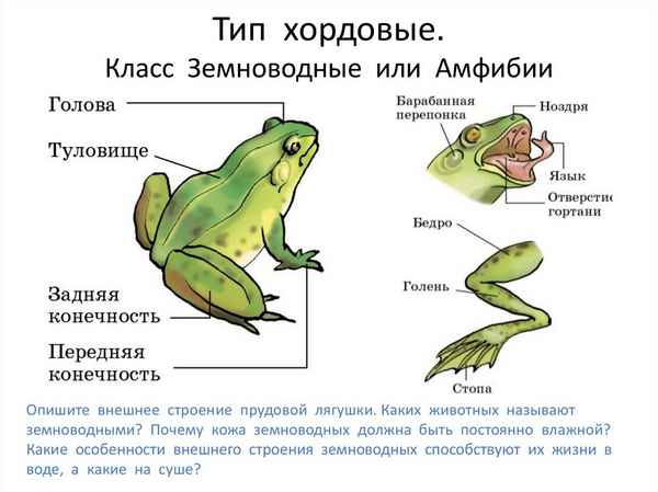
    Урок по теме "Класс земноводные (амфибии). Особенности жизнедеятельности лягушки", 7-й класс

      