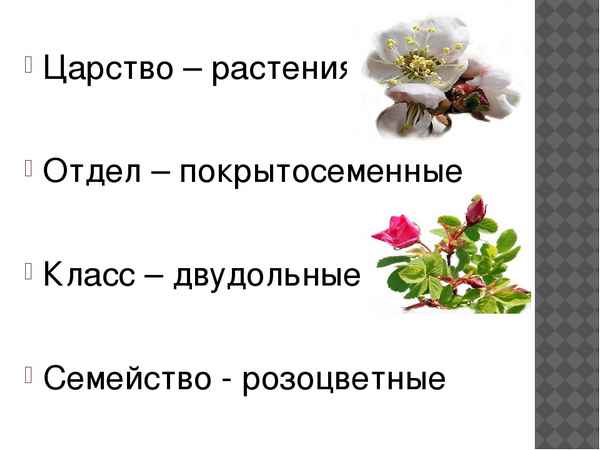 
    Урок биологии в 6-м классе по теме "Систематика цветковых растений. Семейство розоцветные, их роль в природе и жизни человека"

      