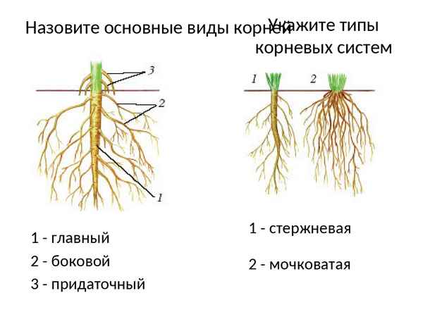 
    Урок по теме "Виды корней и типы корневых систем"

      