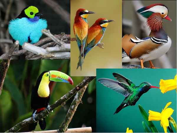 
    Урок-путешествие "Многообразие птиц"

      