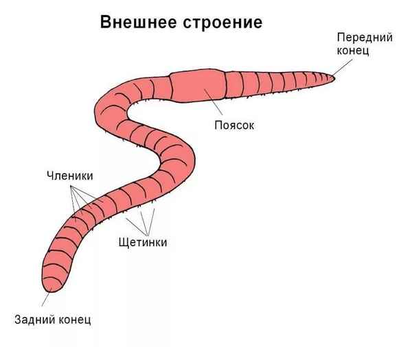 
    Разработка урока по биологии "Образ жизни и внешнее строение дождевого червя" (лабораторное занятие), 7-й класс

      