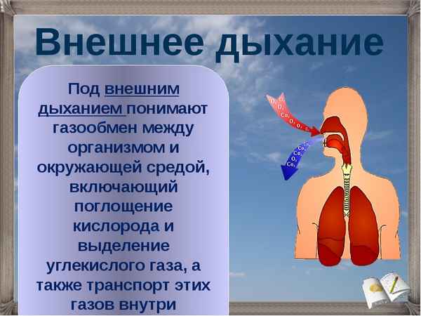 
    Разработка урока по биологии "Обобщение знаний о строении дыхательной системы человека, о вреде курения"

      