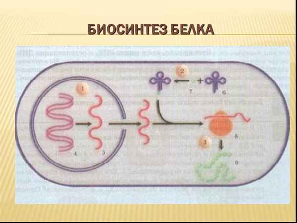 
    Открытый урок по теме: "Биосинтез белка", 9-й класс

      