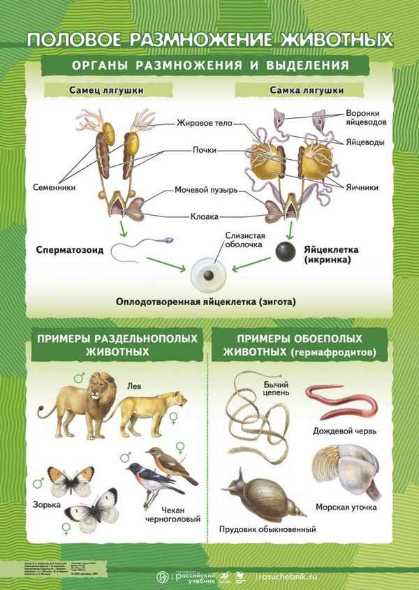 
    Открытый урок по биологии на тему "Пoлoвoе размножение животных», 6-й класс, учебник Н.И. Сонина «Биология. Живой организм»

      
