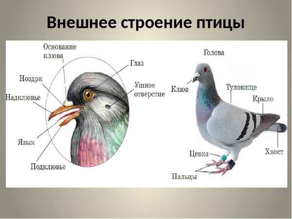
    Тема урока: "Образ жизни и внешнее строение птицы". 7-й класс

      