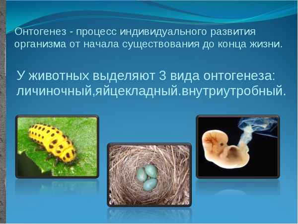 
    Урок-презентация по теме "Индивидуальное развитие организмов — онтогенез"

      