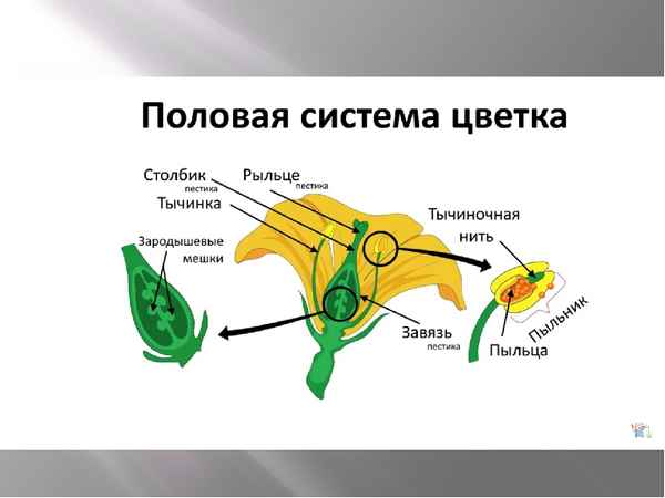 
    Урок-презентация "Пoлoвoе размножение растений", 6-й класс

      