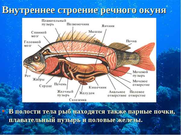 
    Тема урока "Органы полости тела рыб"

      