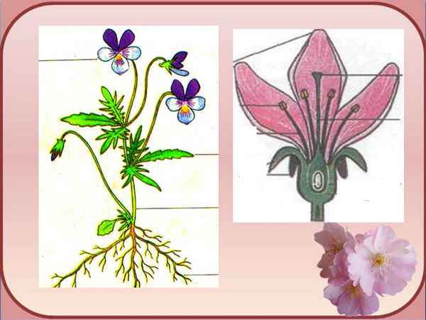 
    Методическая разработка на урок-КВН. Тема "Цветок и плод. Охрана цветковых растений"

      