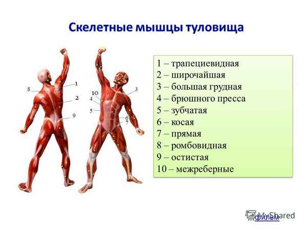 
    Интегрированный урок (биология + ОБЖ + физкультура) по теме "Работа мышц"

      