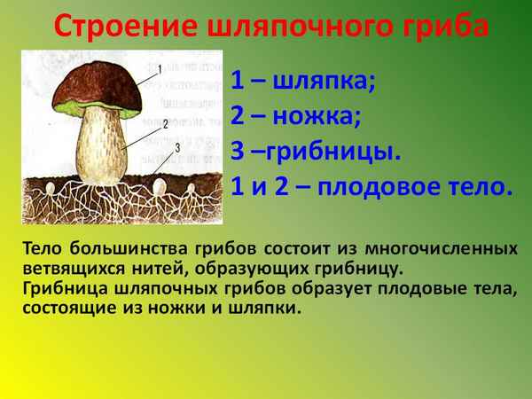 
    Шляпочные грибы, их строение, питание и размножение

      