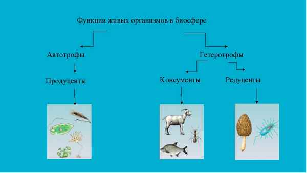 
    Урок "Многообразие живых организмов и их роль в биосфере"

      