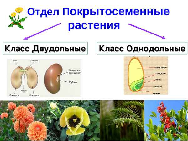 
    Обобщающий урок по биологии по теме "Покрытосеменные растения"

      