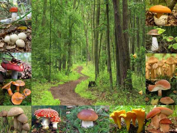 
    Урок "Удивительный мир грибов"

      