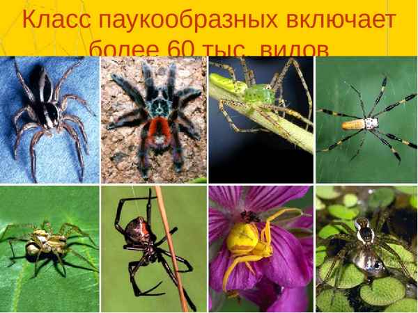 
    Урок "Многообразие паукообразных, их роль в природе"

      
