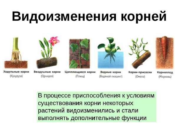 
    Урок биологии в 6-м классе по теме "Видоизменения корней"

      