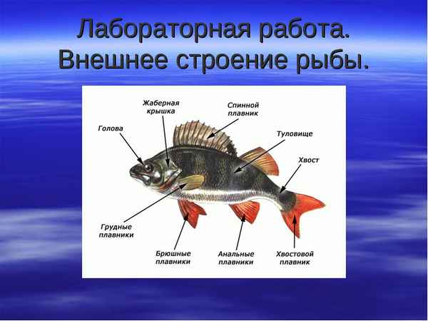 
    Урок биологии в 7-м классе по теме "Классы рыб. Внешнее строение и передвижение рыб"

      