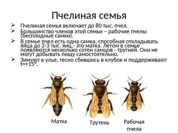 
    Конспект урока по биологии в 6-м классе по теме "Тип Членистоногие. Класс Насекомые. Отряд Перепончатокрылые. Медоносная пчела. Пчеловодство"

      