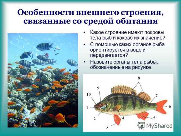 
    Особенности внешнего строения рыб, связанные с водной средой обитания

      