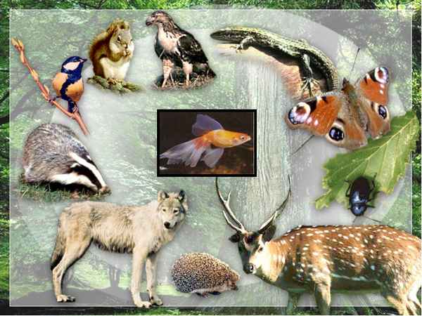 
    Зоологический музей. Урок по курсу биологии, 7-й класс. Многообразие животного мира

      
