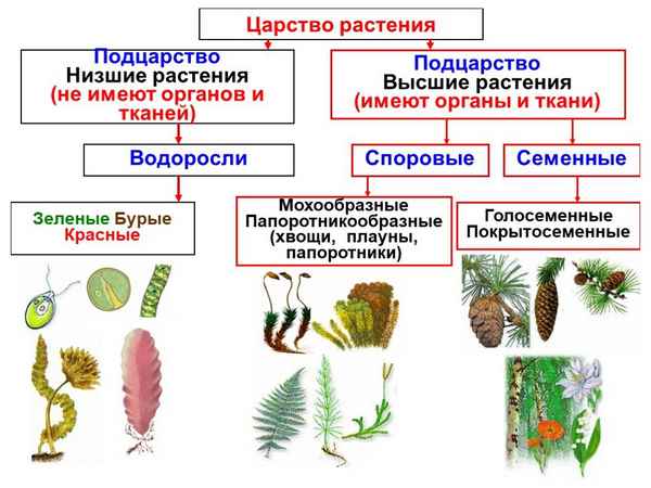 
    Урок для 7-го класса на повторение "Царство растений"

      