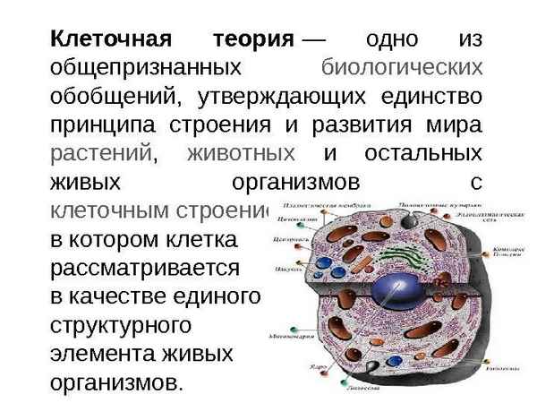 
    Урок-презентация по теме "Клеточная теория. Особенности строения клетки"

      