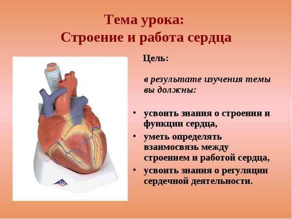 
    Урок по теме "Строение и работа сердца", 8-й класс

      