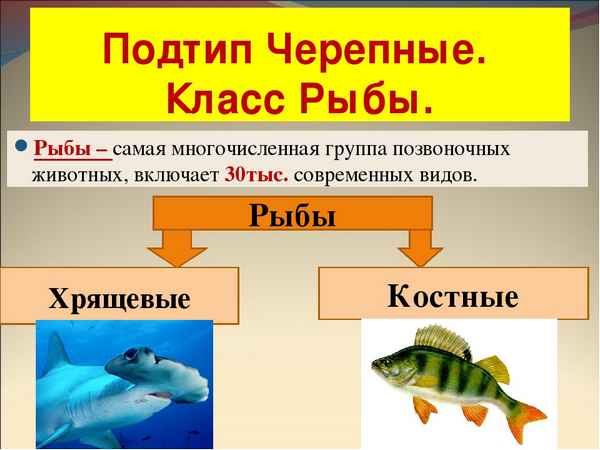 
    Урок-игра "Классы рыб"

      