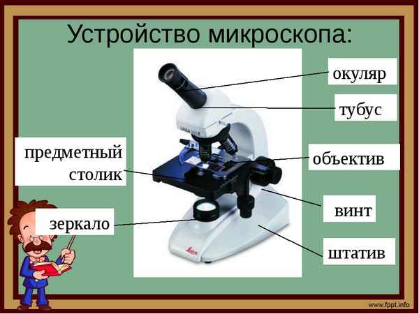 
    Развитие познавательной деятельности на уроках биологии. Организация лабораторного занятия "Устройство микроскопа"

      