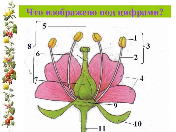 
    Урок по технологии А.З. Рахимова "Строение цветка"

      