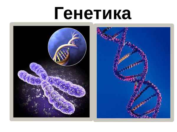 
    Урок биологии на тему "Генетика человека"

      