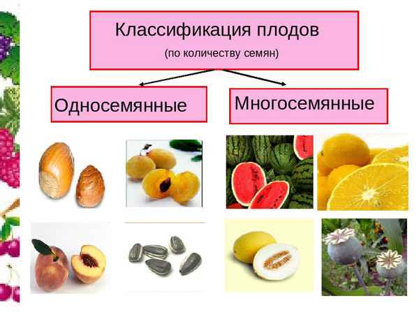 
    Разработка урока биологии на тему "Плоды" с презентацией

      