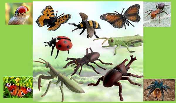 
    Научное заседание "Знакомые насекомые"

      