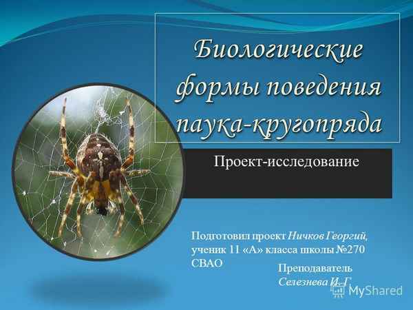 
    Проект-исследование "Биологические формы поведения паука-кругопряда"

      