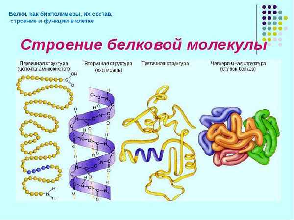 
    Интегрированный урок по теме "Биополимеры. Строение и свойства белков", 10-й класс

      