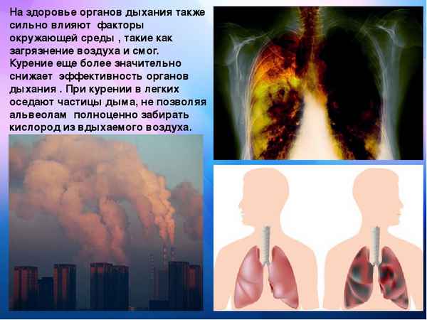 
    Урок по теме "Состояние окружающей среды и ее влияние на органы дыхания"

      