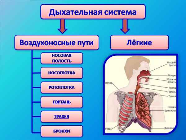 
    Методическая разработка урока по биологии в 8-м классе. Тема: "Строение и функция органов дыхания человека"

      