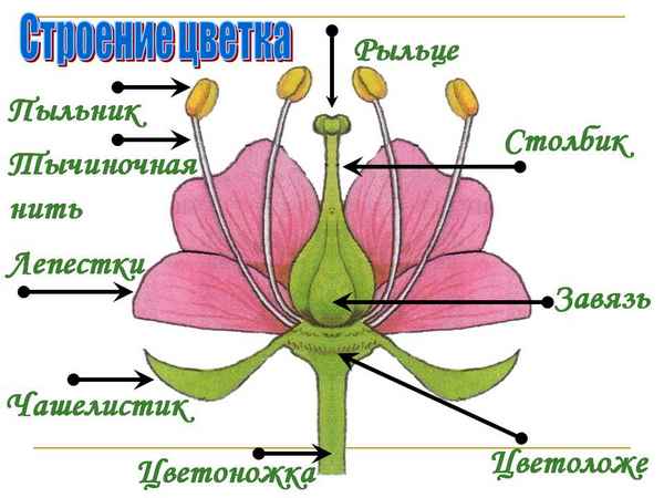 
    Урок по теме "Цветок — генеративный орган, его строение и значение"

      