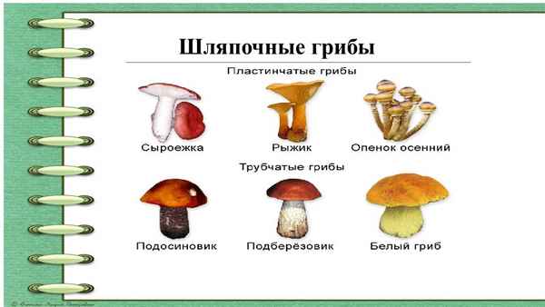 
    Урок биологии в 6-м классе по теме "Шляпочные грибы и грибы-паразиты"

      