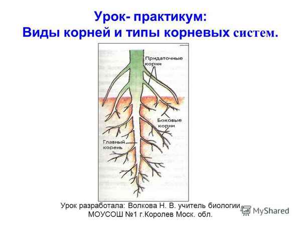 
    Урок биологии в 6-м классе по теме "Виды корней и типы корневых систем"

      