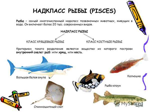 
    Обобщающий урок биологии в 7-м классе по теме "Рыбы"

      