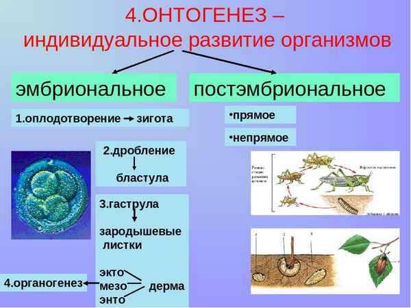 
    Презентация урока по биологии на тему "Индивидуальные развития организмов"

      
